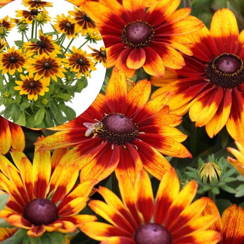 Rudbeckia 'Sunbeckia Sarah' - Päevakübar 'Sunbeckia Sarah' P9/0,55L
